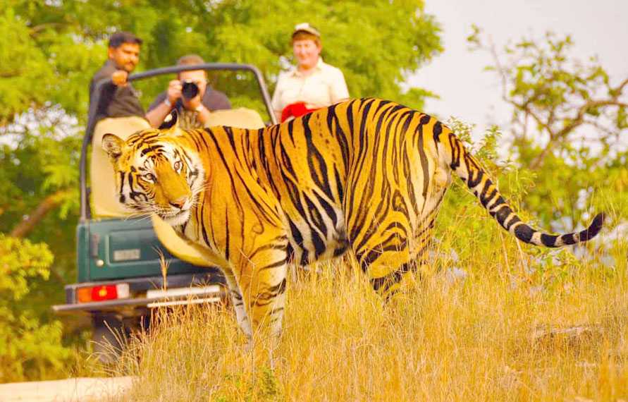 Rajasthan Tiger Safari | Luxury Rajasthan Wildlife Holidays